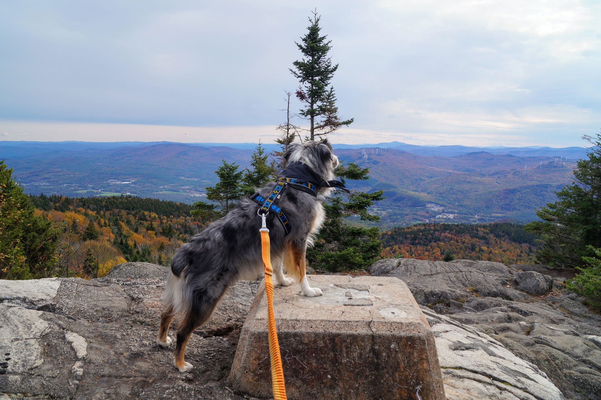Pup taking in New Hampshire foliage from Mount Stinson 