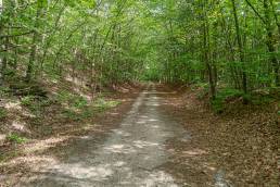 Forested rail trail