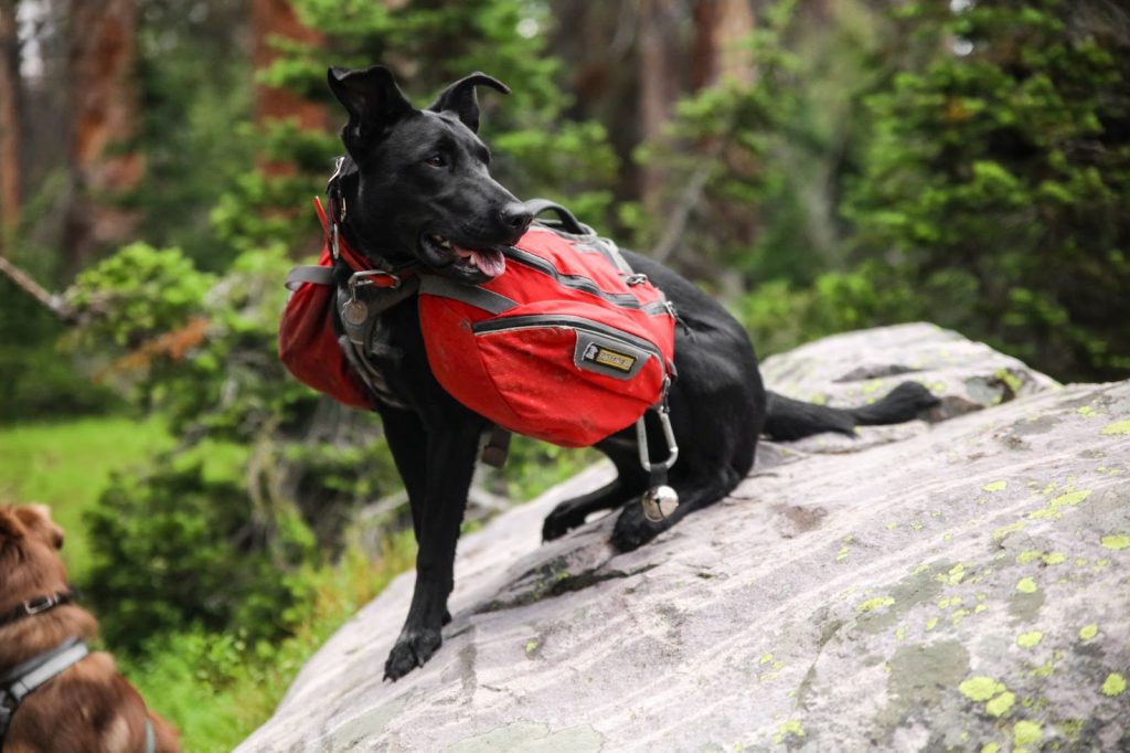 Dog in a hiking pack