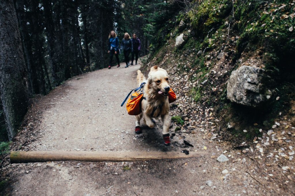 Hiking with a dog 