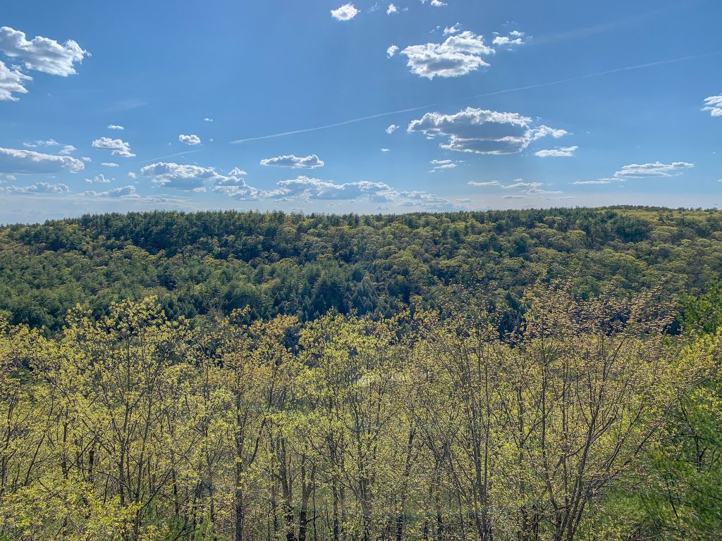 View from Athol Bearsden Forest Conservation Area Observation Deck