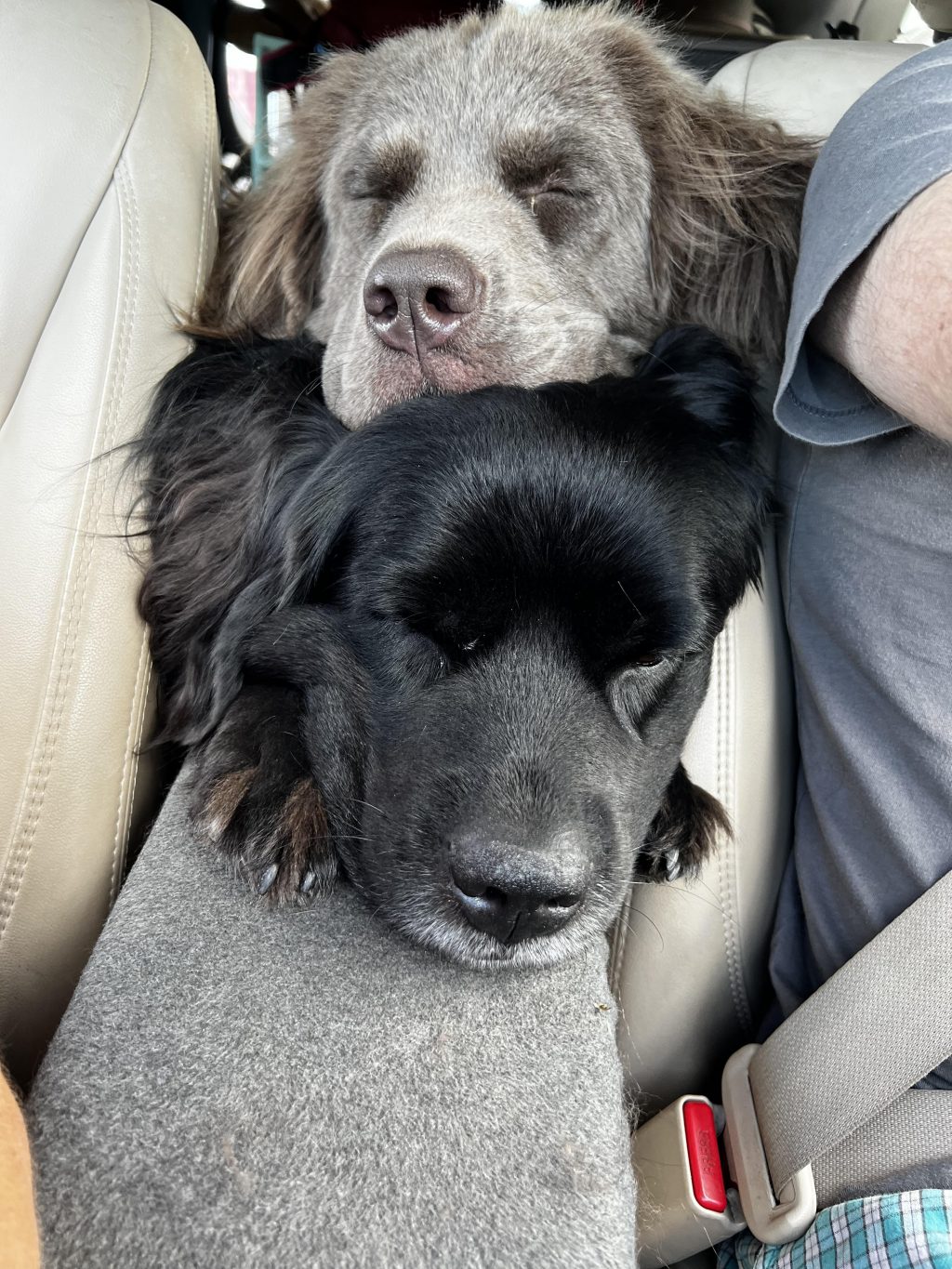 Road tripping is ruff