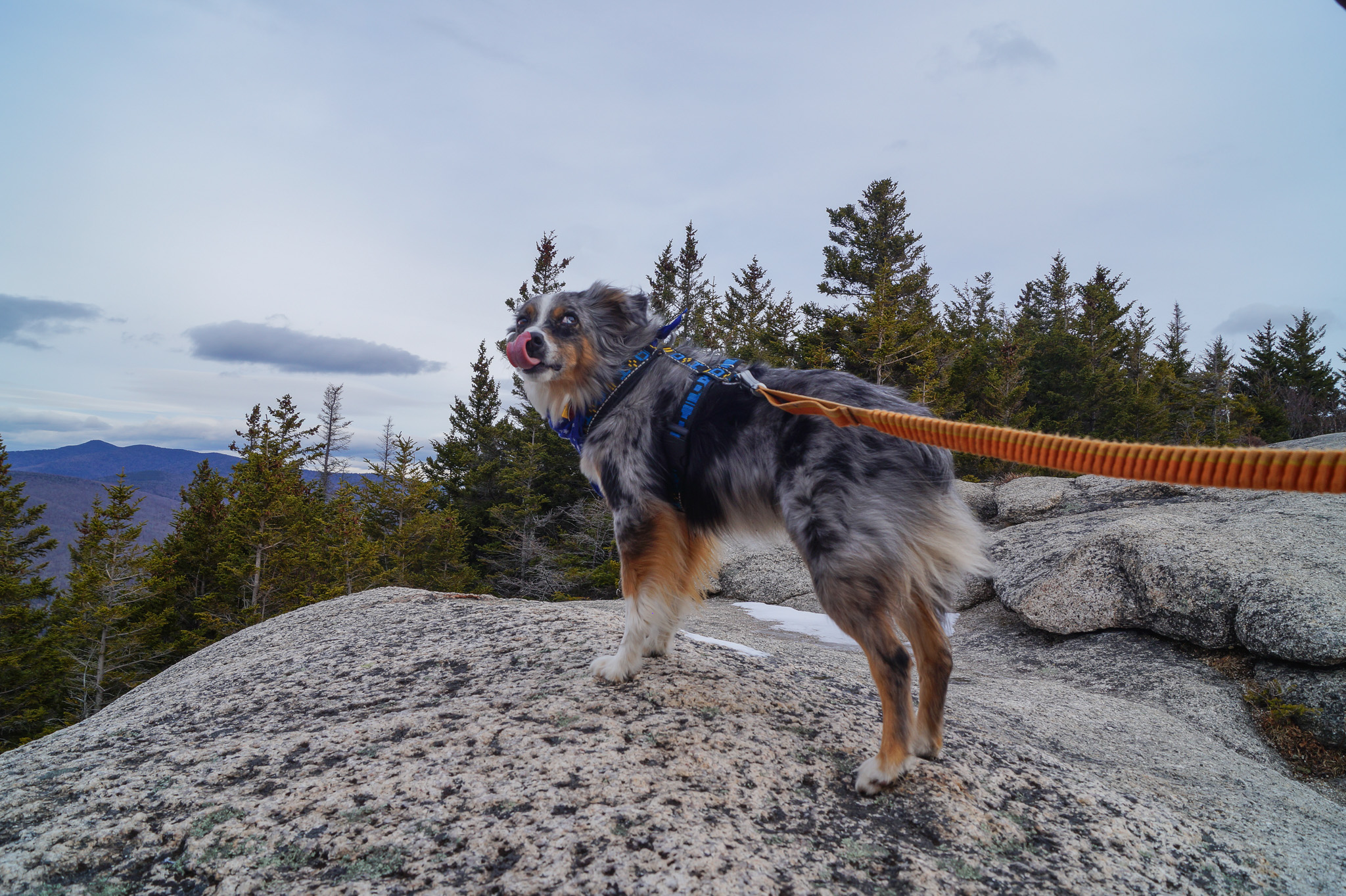 Dog with a taste for adventure