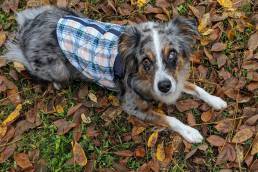 Dog in fall coat