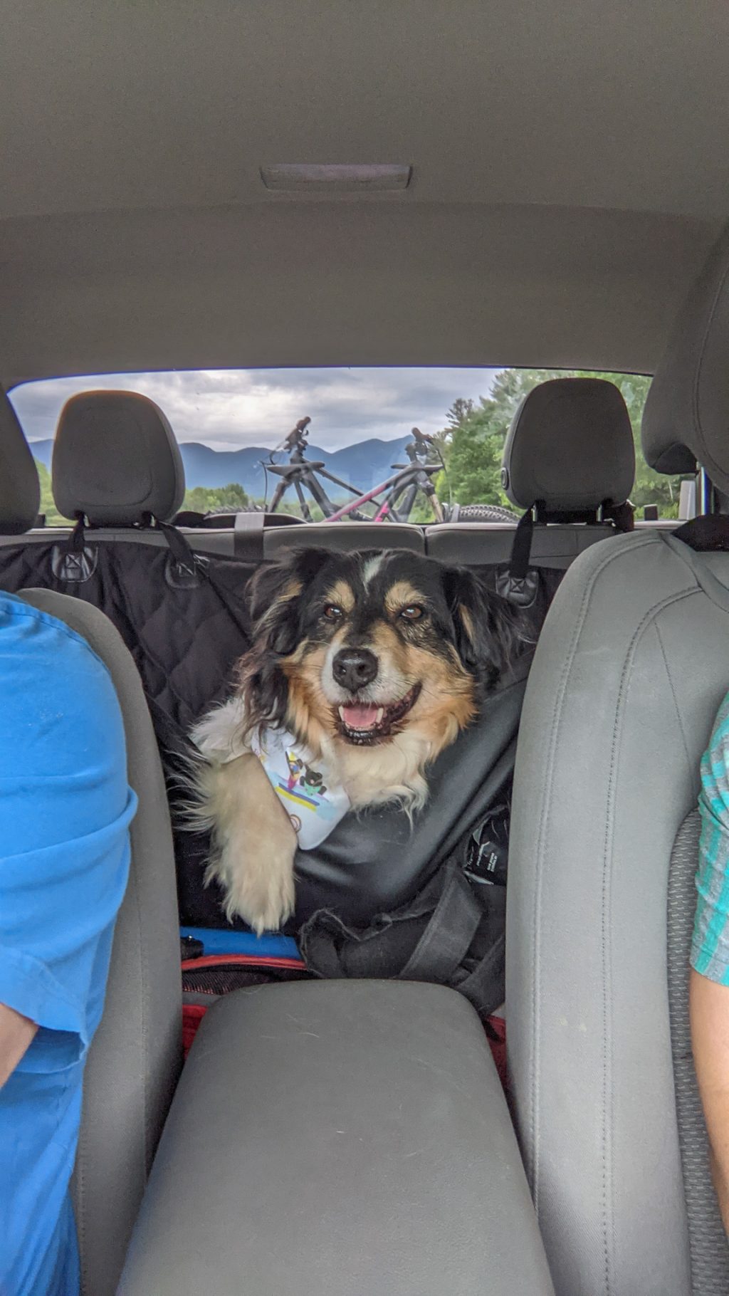 Happy dog ready to ride on a road trip