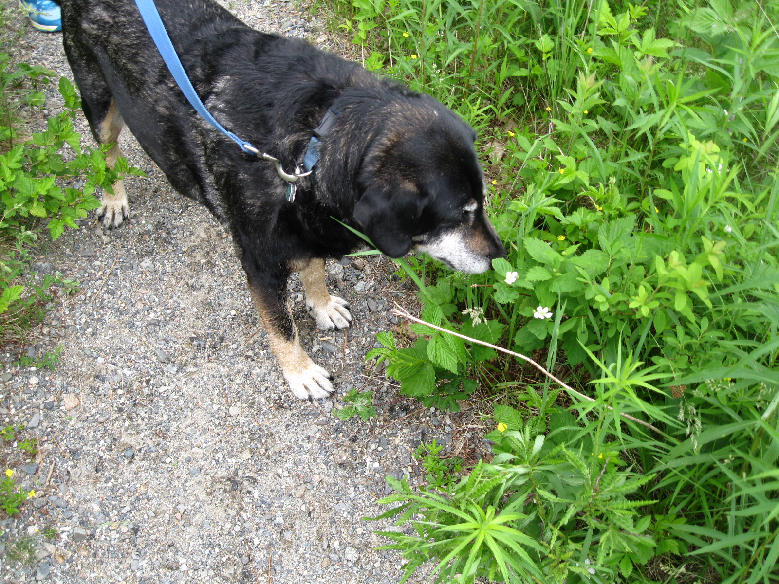 Senior dog on Garden Path Acadia National Park 