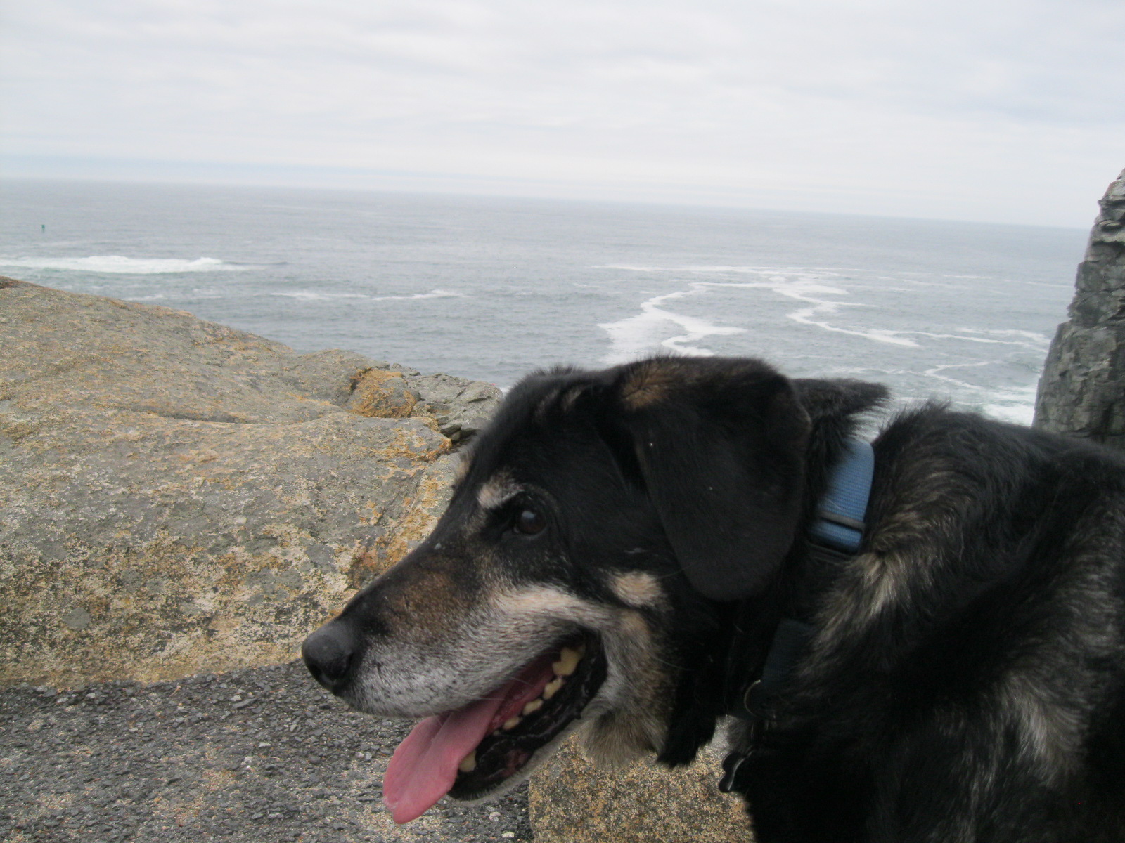 Dog at Otter Cliff Acadia 