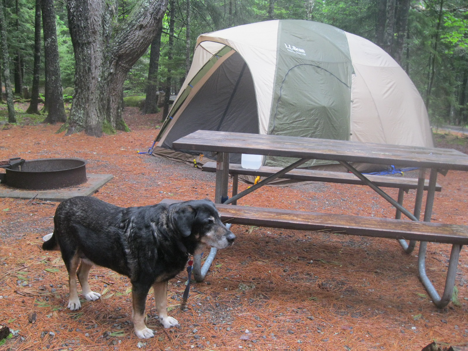 Senior dog camping at Acadia 