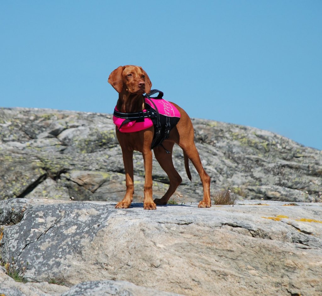 hiking dog in jacket 