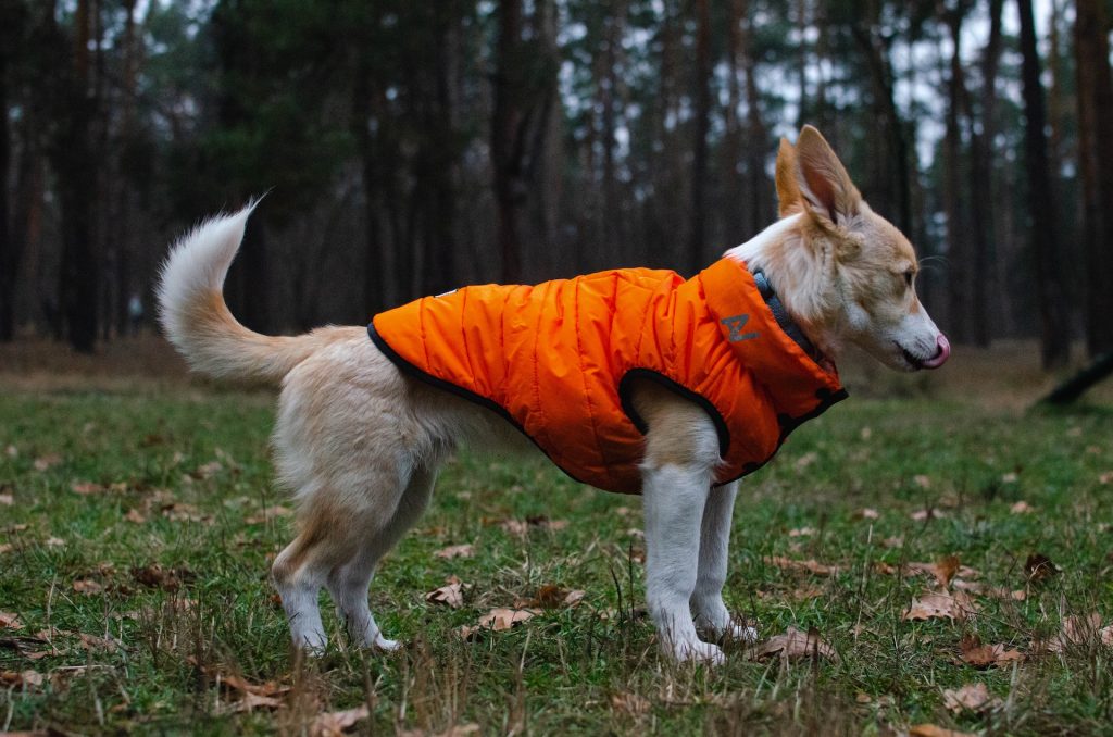 dog in orange jacket 
