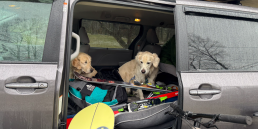 Dogs love an adventure van