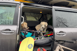 Dogs love an adventure van