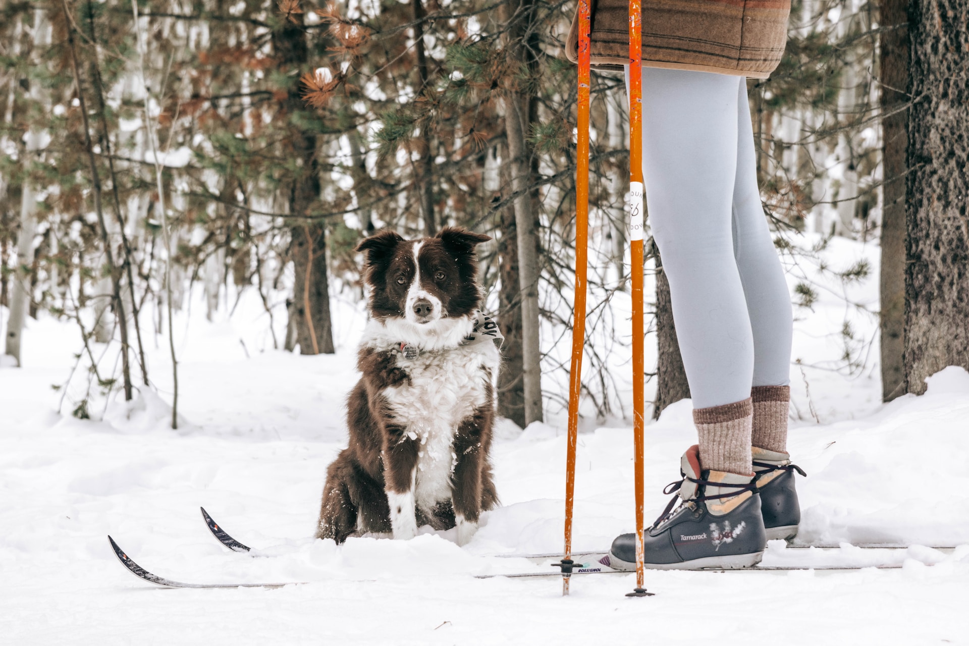 XC skiing with a dog 
